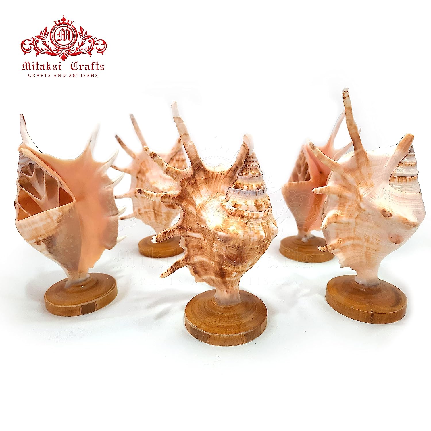 Seashell Panchmukhi Shankh - Turbinella Pyrum Shell Pen Stand Pack of 2