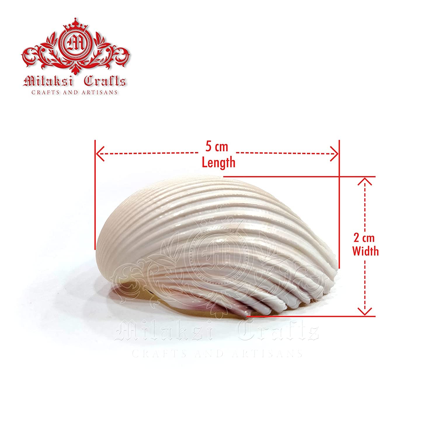 Seashell Arts and Crafts - Chippi - Coco Clam - Clam Shell - Pack of 20