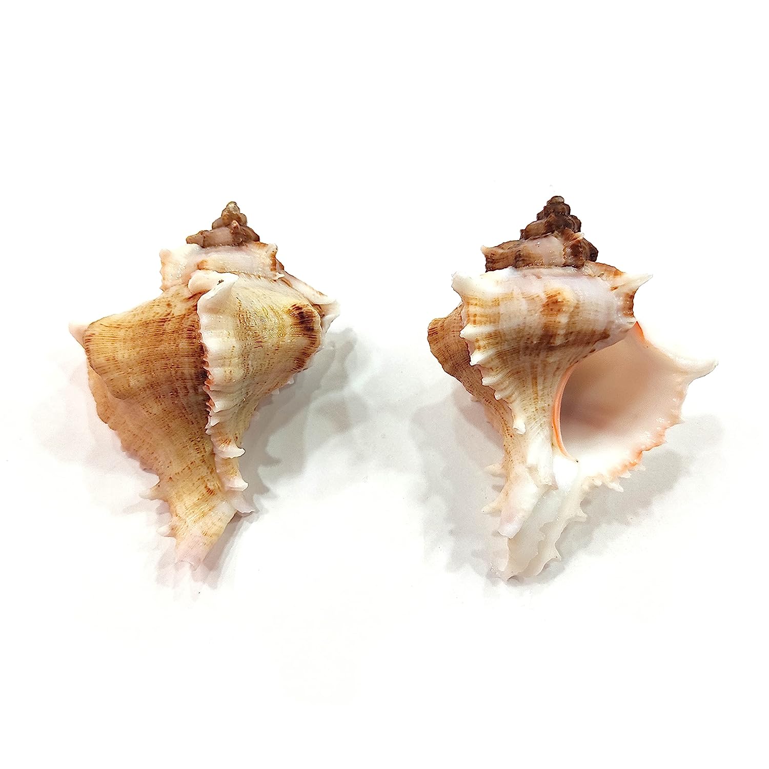 Seashell Arts and Crafts - Kottakka Mulli - Virgin Murex - Chicoreus Virgineus - Packof 10