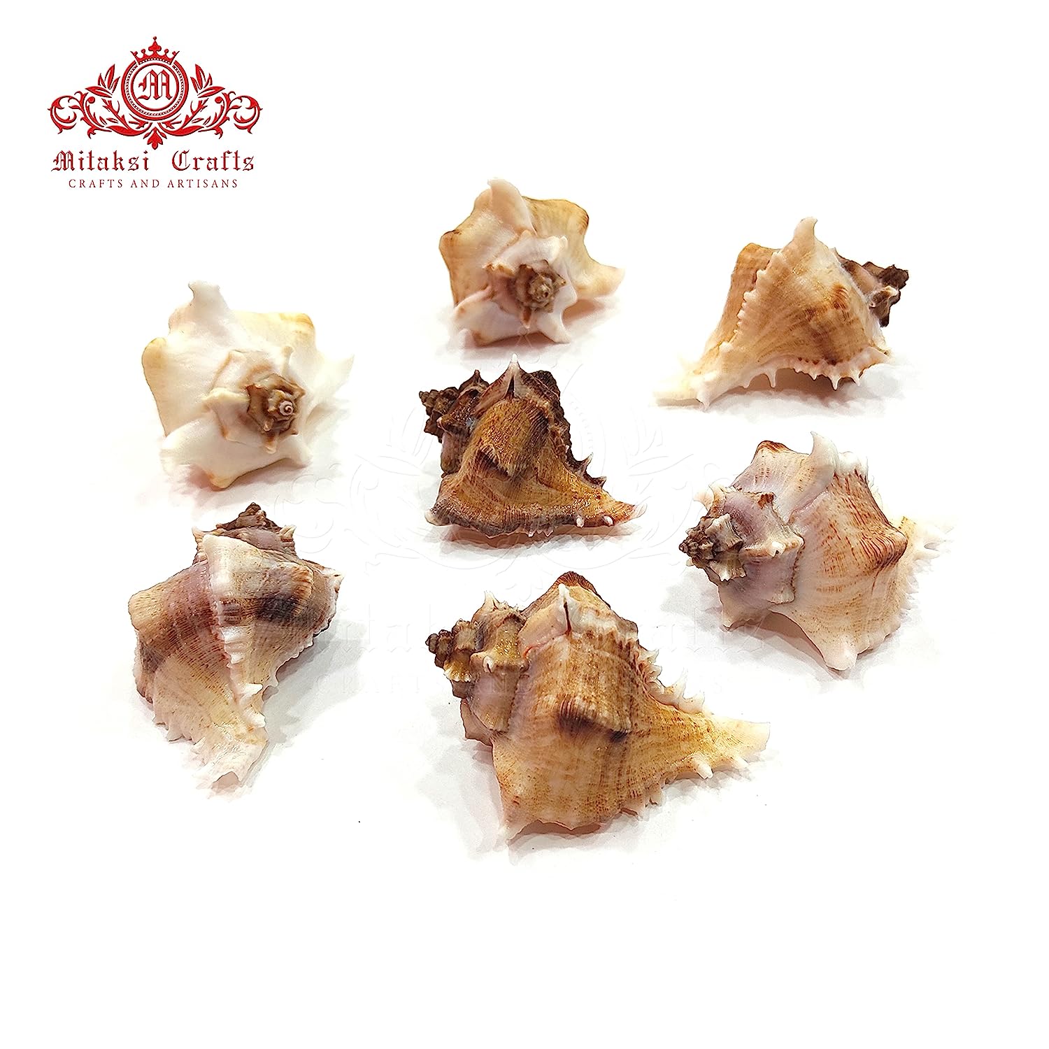 Seashell Arts and Crafts - Kottakka Mulli - Virgin Murex - Chicoreus Virgineus - Packof 10