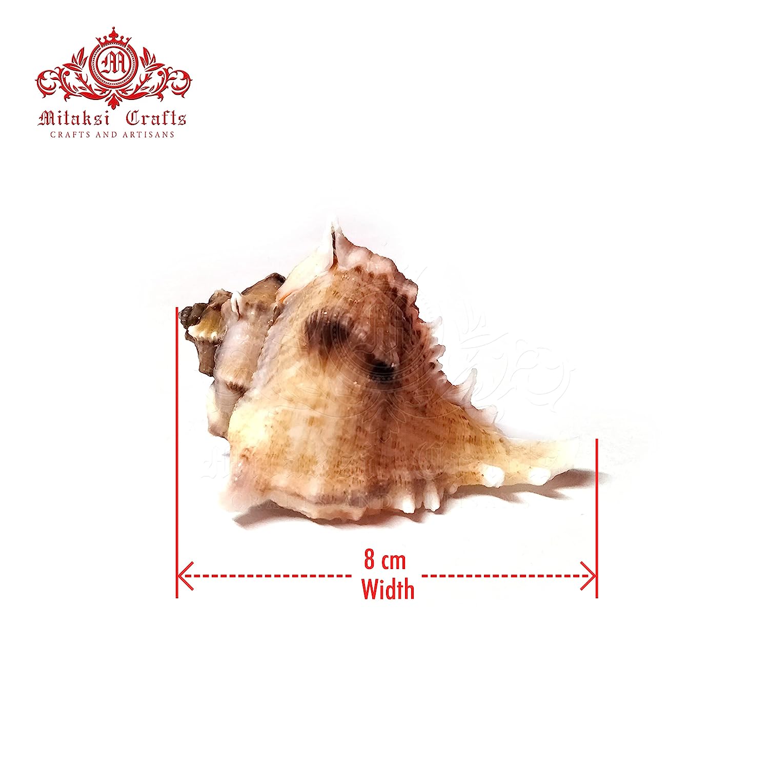Seashell Arts and Crafts - Kottakka Mulli - Virgin Murex - Chicoreus Virgineus - Packof 10