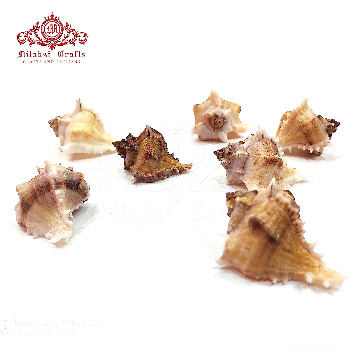 Seashell Arts and Crafts - Kottakka Mulli - Virgin Murex - Chicoreus Virgineus - Packof 10