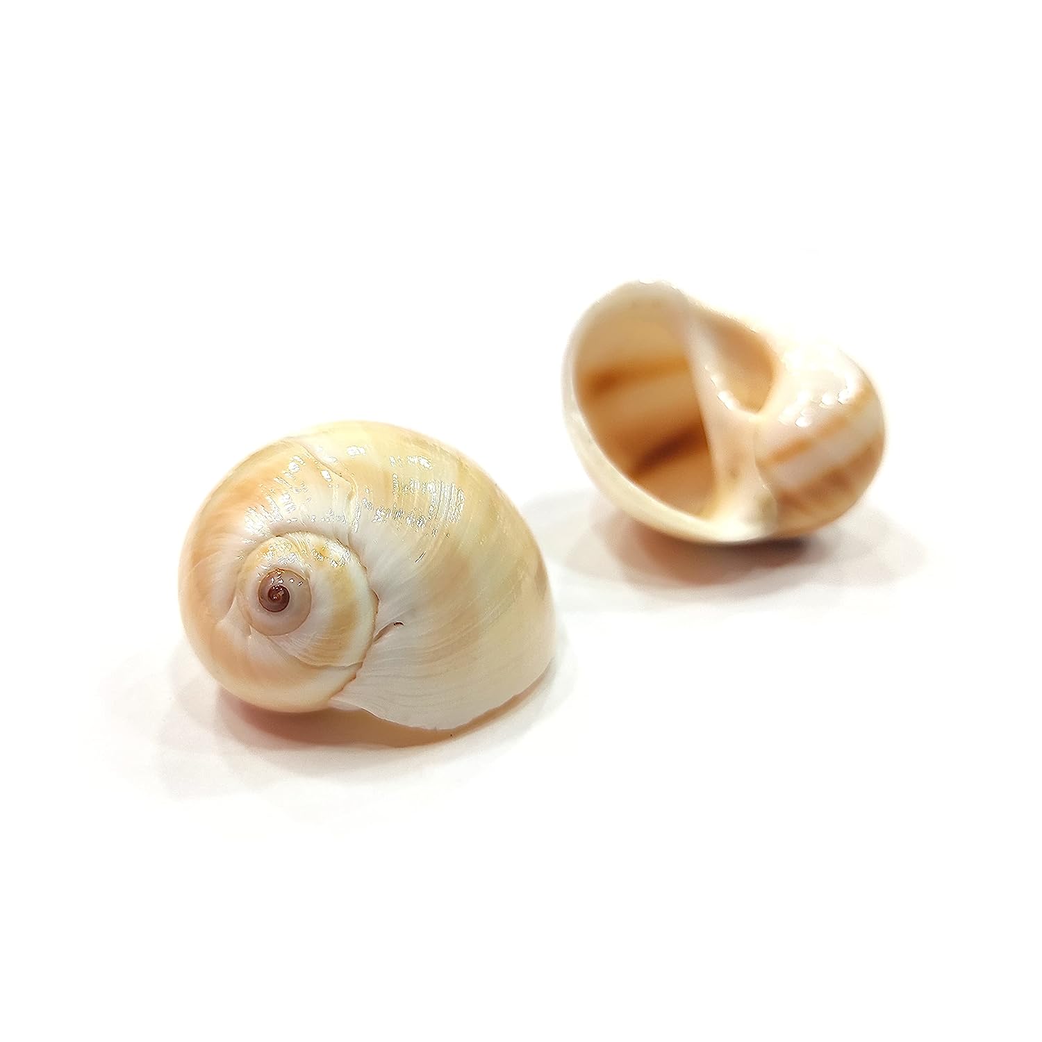 Seashell Arts and Crafts - Mattu Kannu - Bladder Moon Shell - Neverita Didyma- Pack of 100
