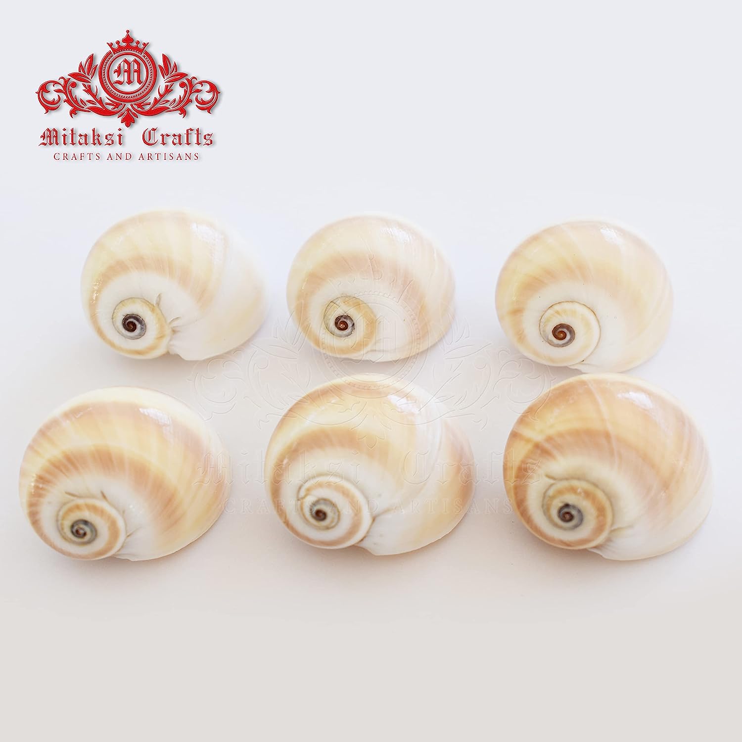 Seashell Arts and Crafts - Mattu Kannu - Bladder Moon Shell - Neverita Didyma- Pack of 100