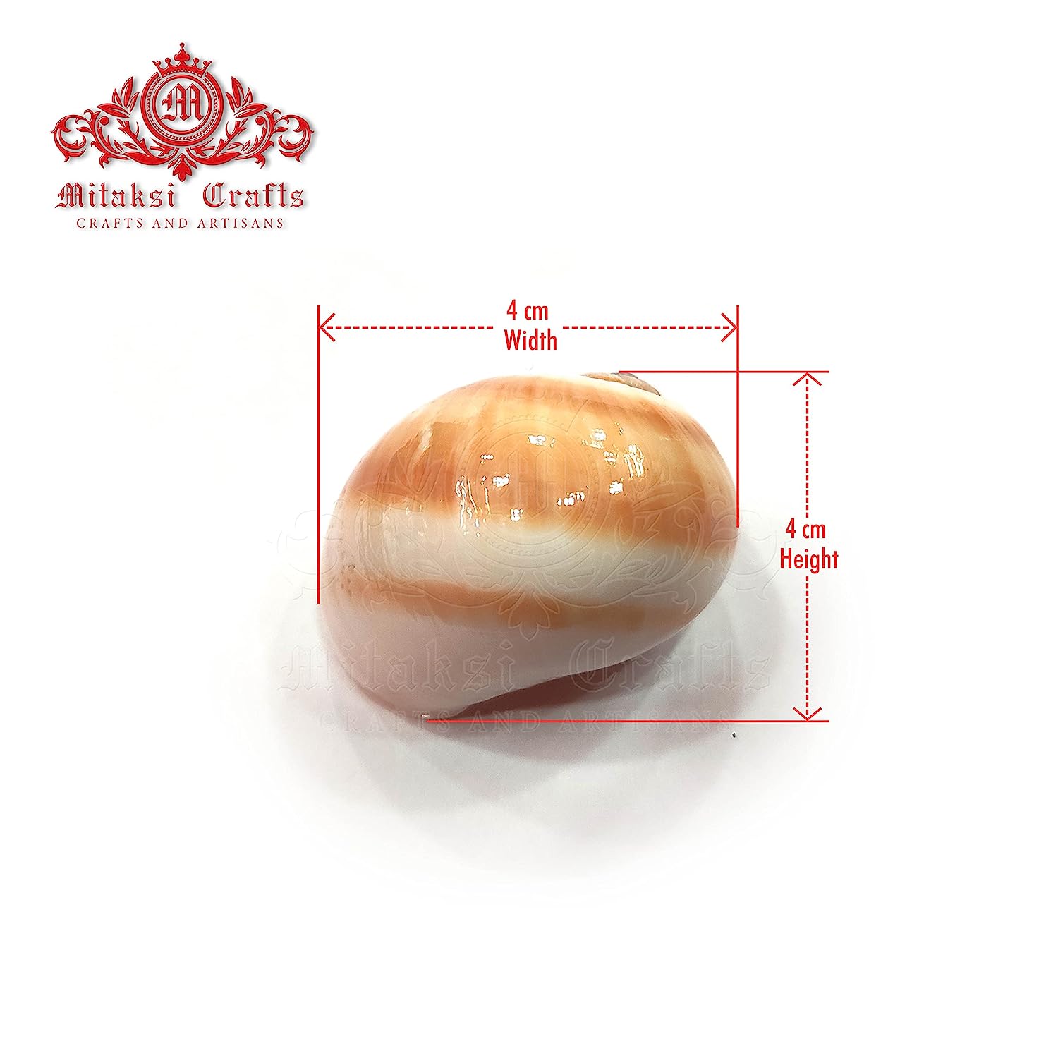 Seashell Arts and Crafts - Mattu Kannu - Bladder Moon Shell - Neverita Didyma- Pack of 100