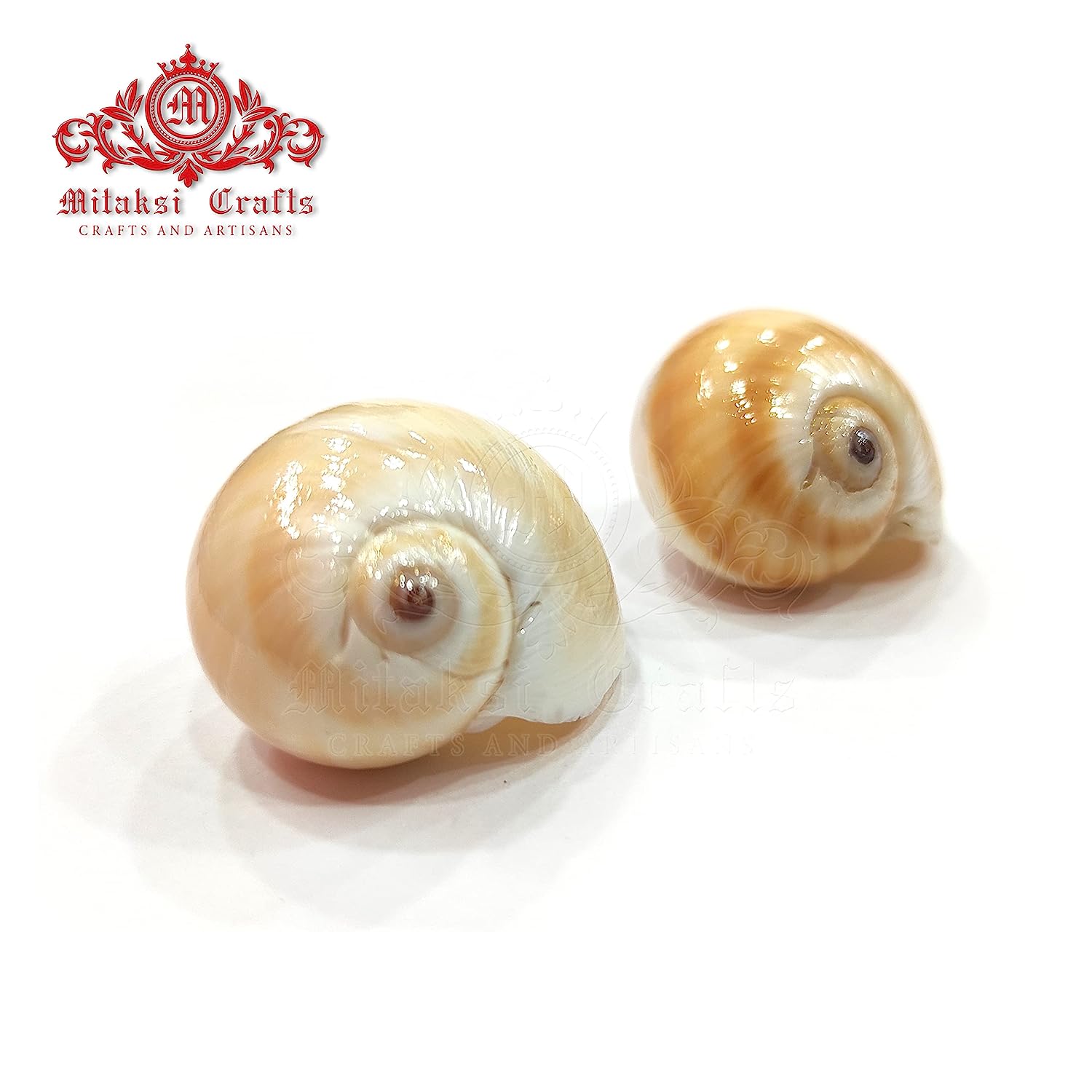 Seashell Arts and Crafts - Mattu Kannu - Bladder Moon Shell - Neverita Didyma- Pack of 100