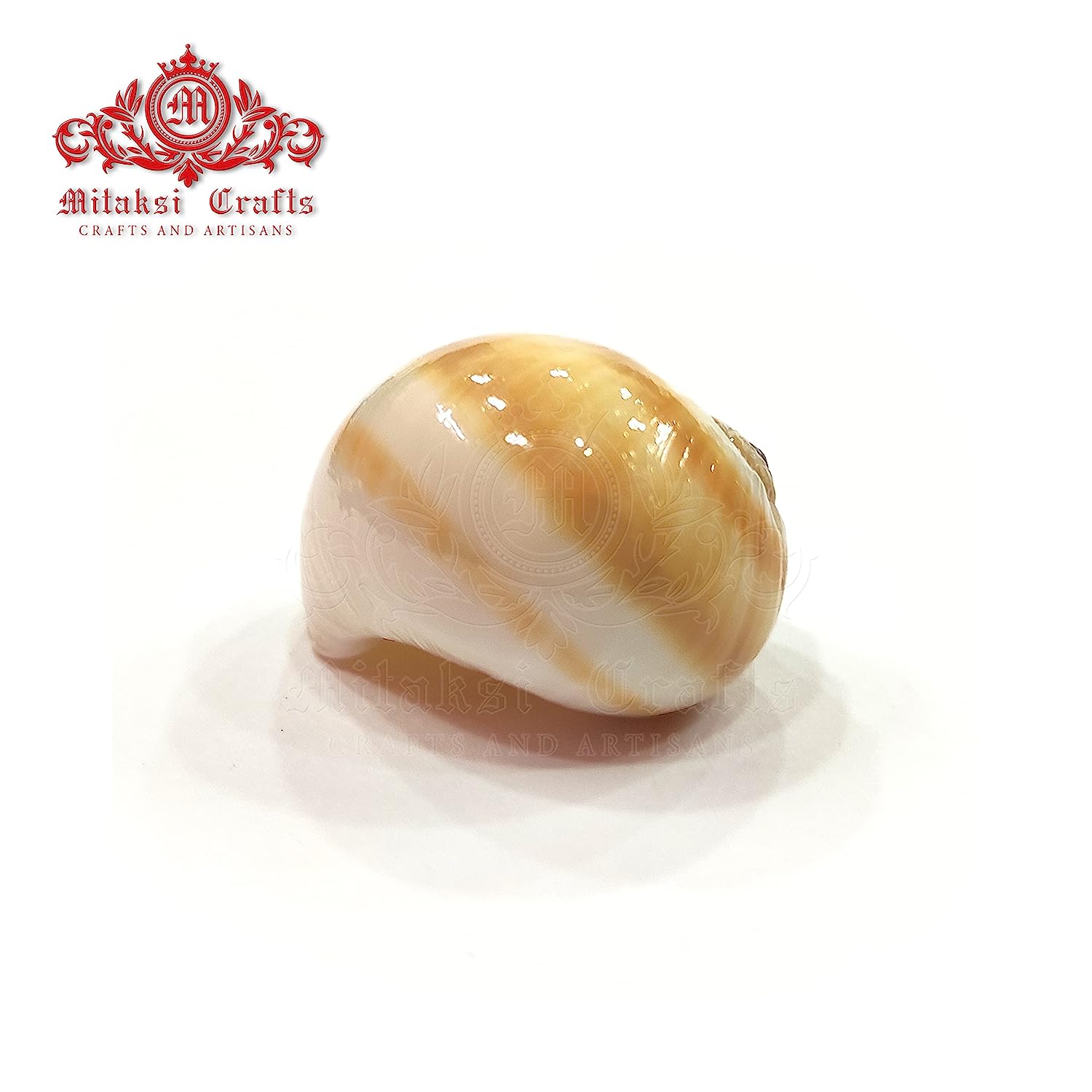 Seashell Arts and Crafts - Mattu Kannu - Bladder Moon Shell - Neverita Didyma- Pack of 100