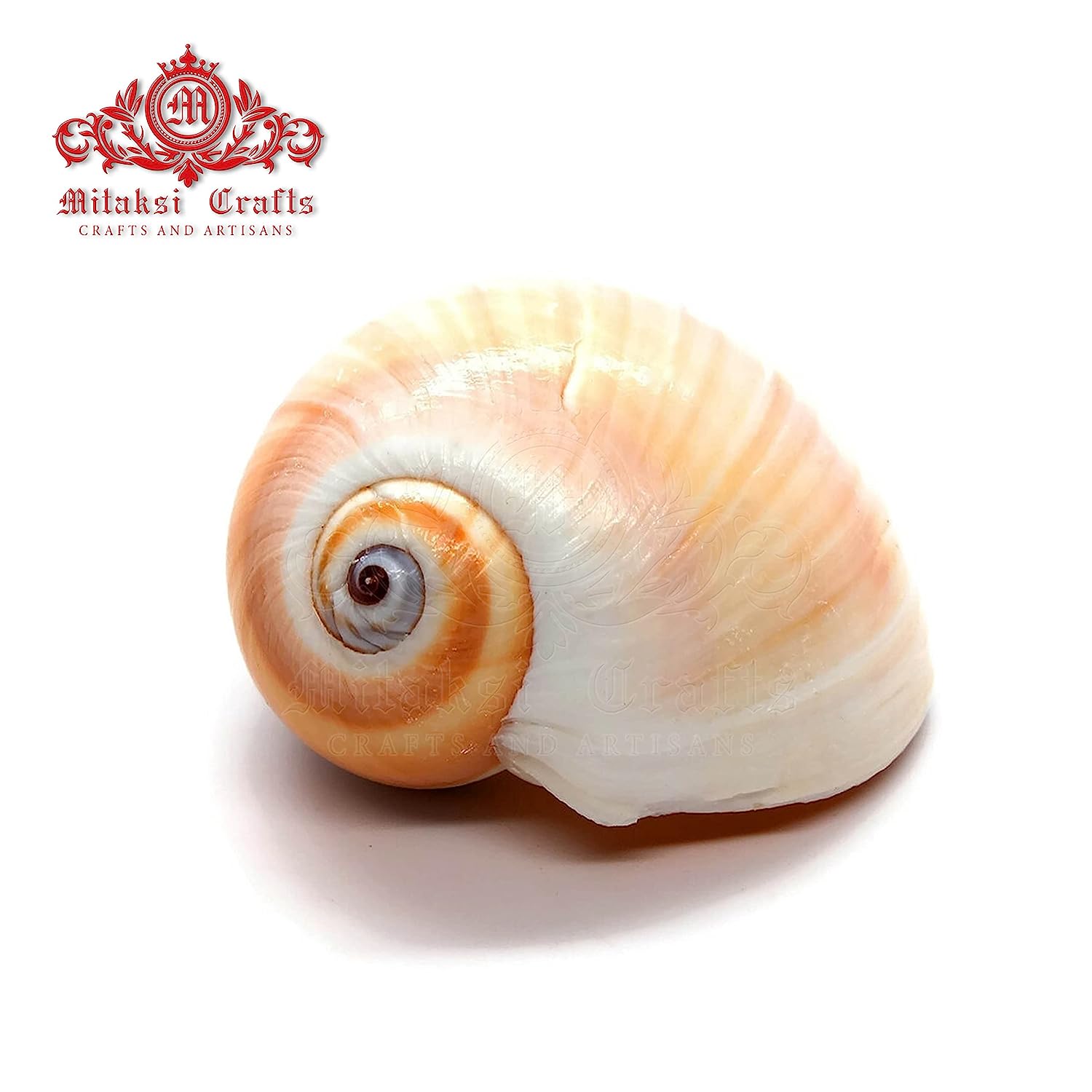 Seashell Arts and Crafts - Mattu Kannu - Bladder Moon Shell - Neverita Didyma- Pack of 100