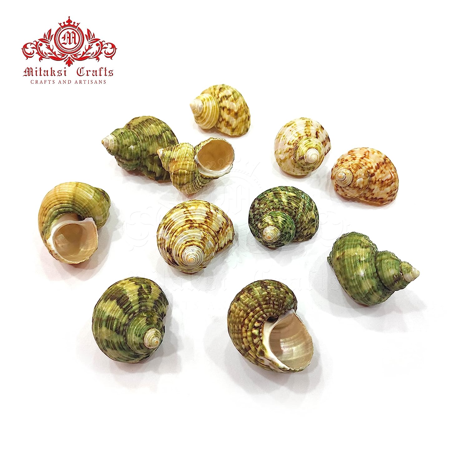 Seashell Arts and Crafts - Pachai Koodu - Ribbed turban - Turbo Intercostalis -Pack of 100