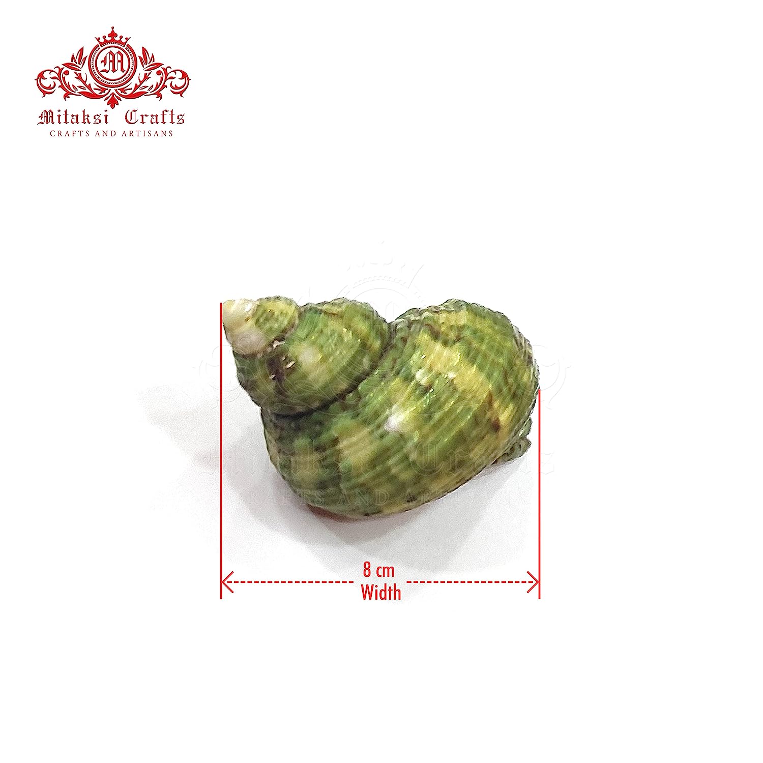 Seashell Arts and Crafts - Pachai Koodu - Ribbed turban - Turbo Intercostalis -Pack of 100