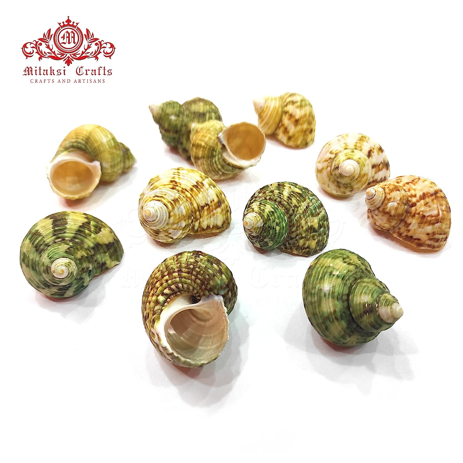 Seashell Arts and Crafts - Pachai Koodu - Ribbed turban - Turbo Intercostalis -Pack of 100