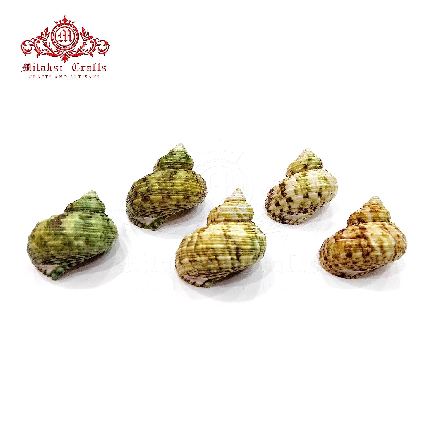 Seashell Arts and Crafts - Pachai Koodu - Ribbed turban - Turbo Intercostalis -Pack of 100