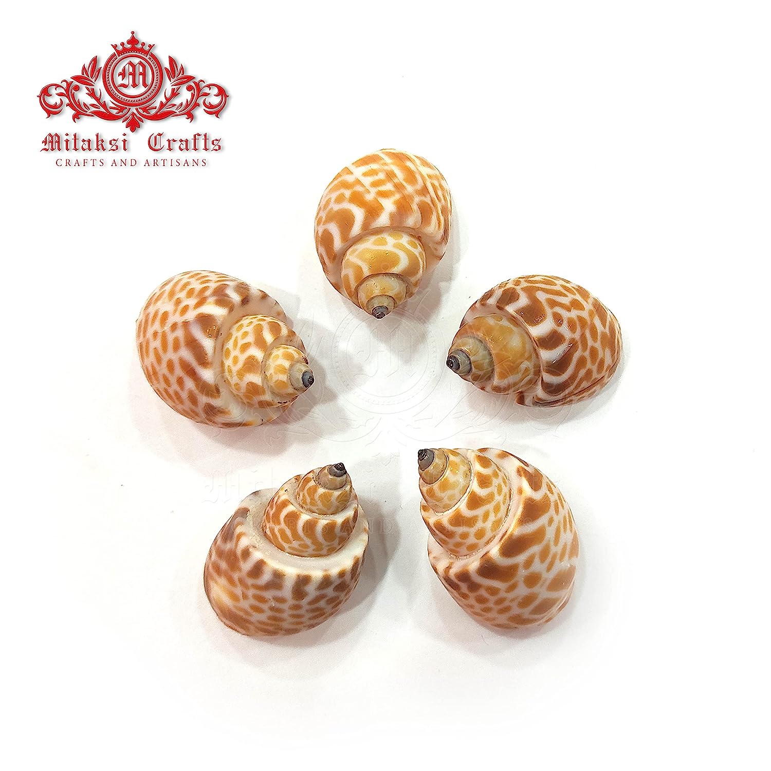 Seashell Arts and Crafts - Pura Muttai - Spiral Babylon - Babylonia Spirada - Pack of 100
