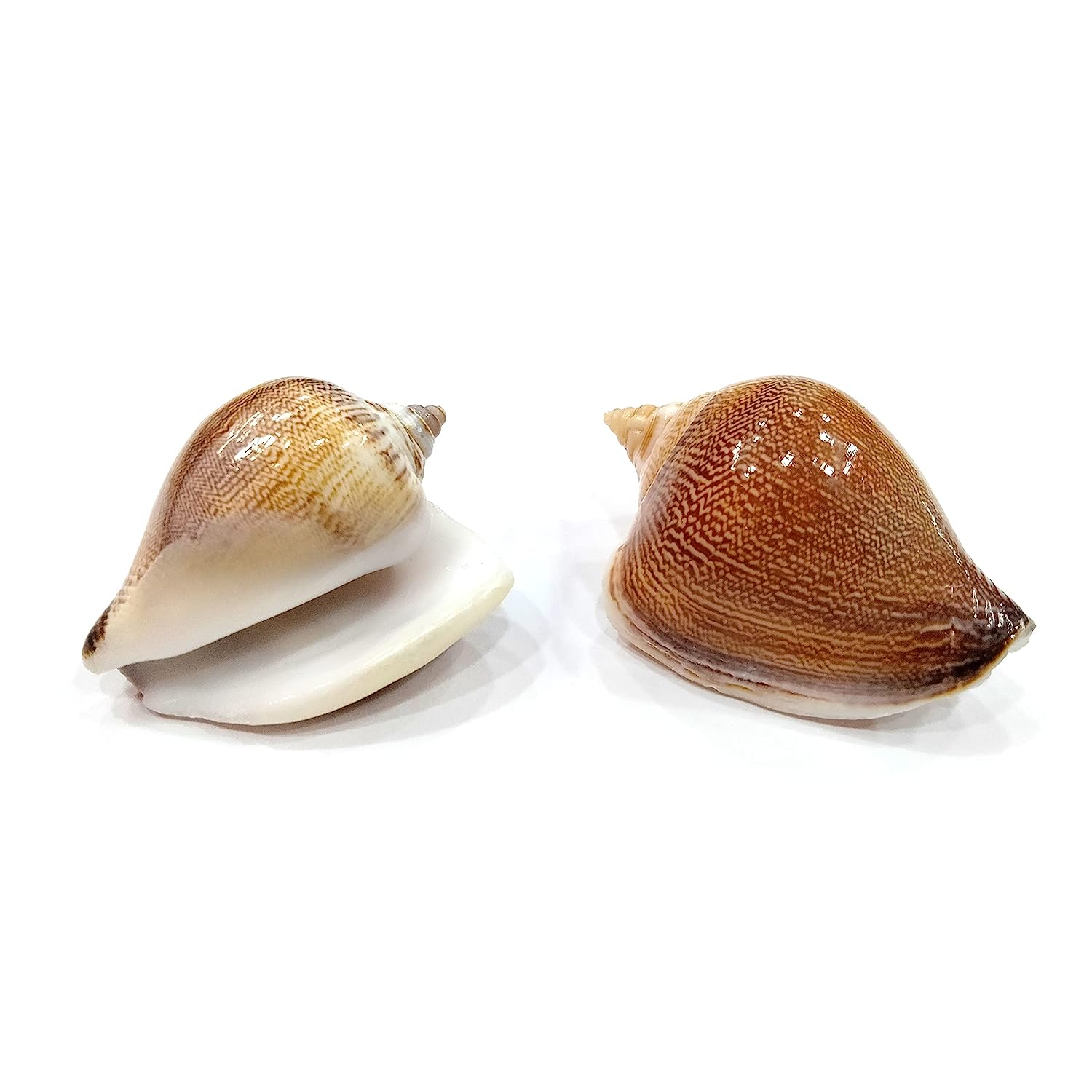 Seashell Arts and Crafts - Viranjan - Dog Conch - Laevistrombus Canarium - Pack of 20