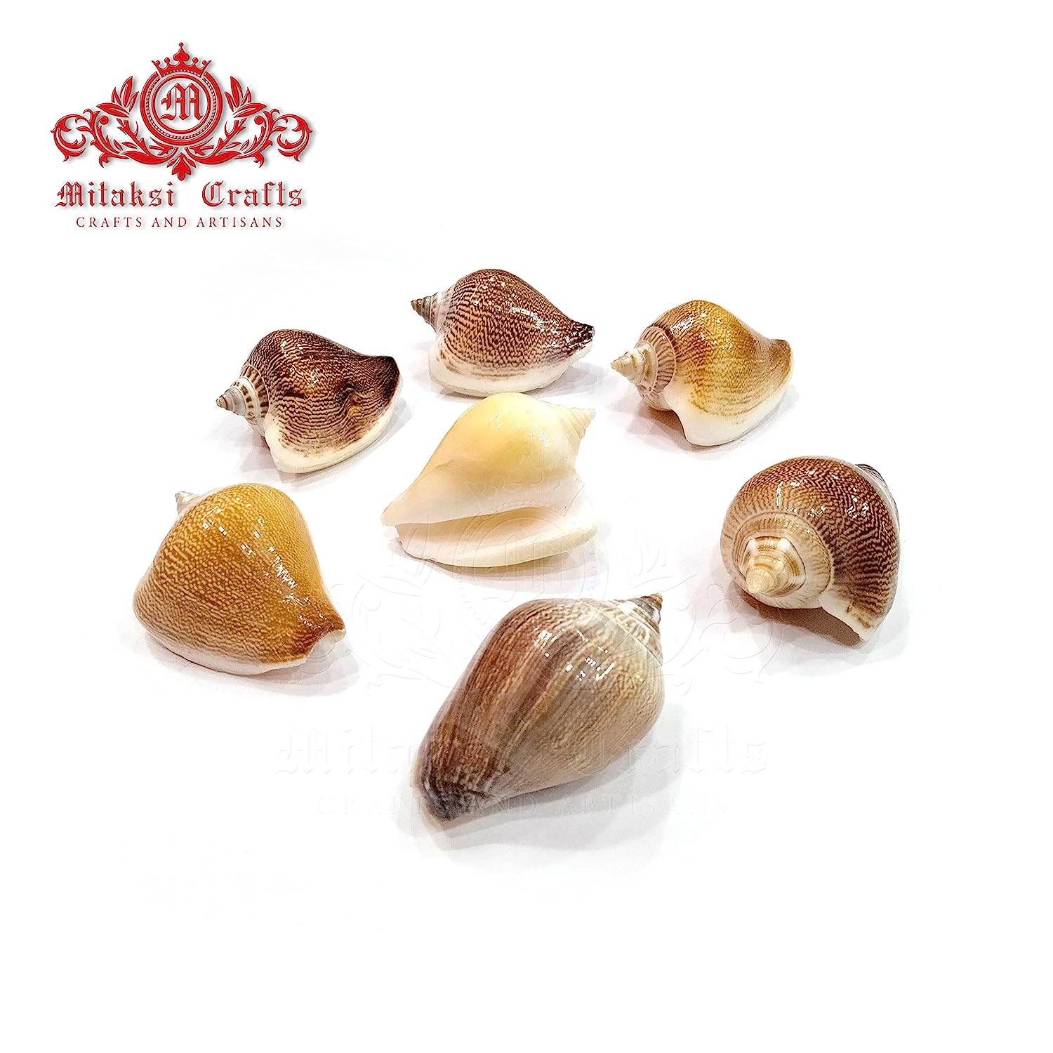 Seashell Arts and Crafts - Viranjan - Dog Conch - Laevistrombus Canarium - Pack of 20