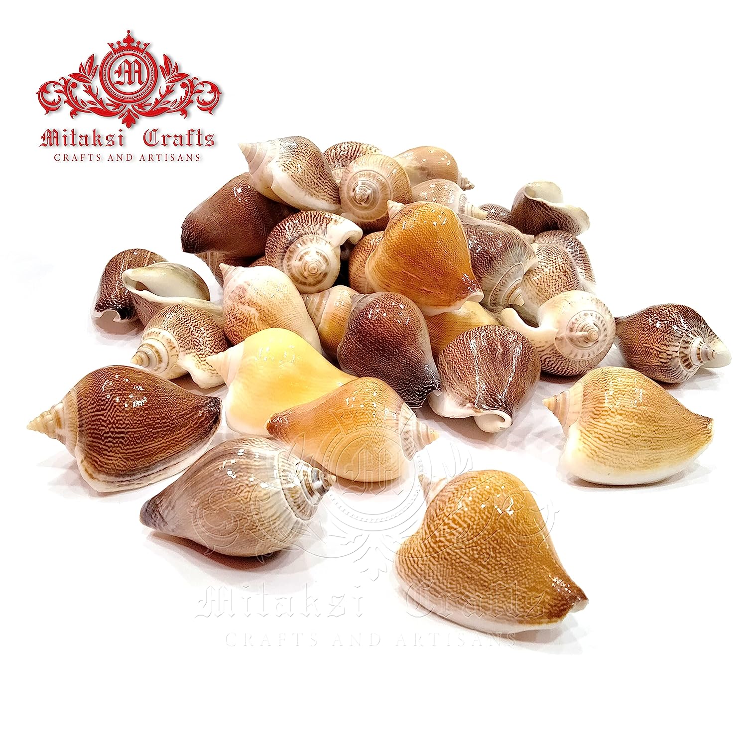 Seashell Arts and Crafts - Viranjan - Dog Conch - Laevistrombus Canarium - Pack of 20