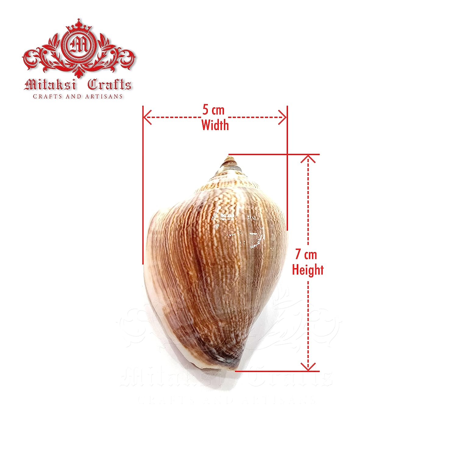 Seashell Arts and Crafts - Viranjan - Dog Conch - Laevistrombus Canarium - Pack of 20