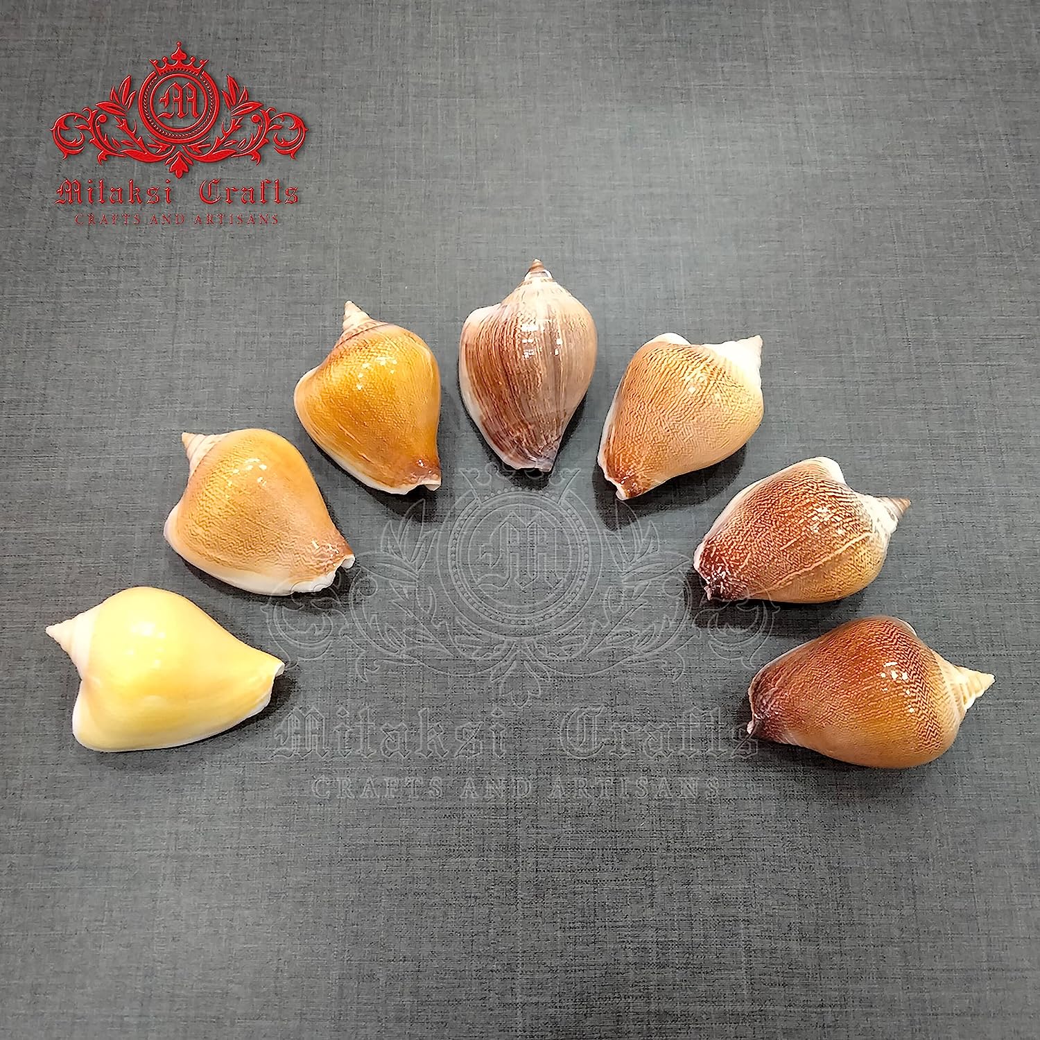 Seashell Arts and Crafts - Viranjan - Dog Conch - Laevistrombus Canarium - Pack of 20