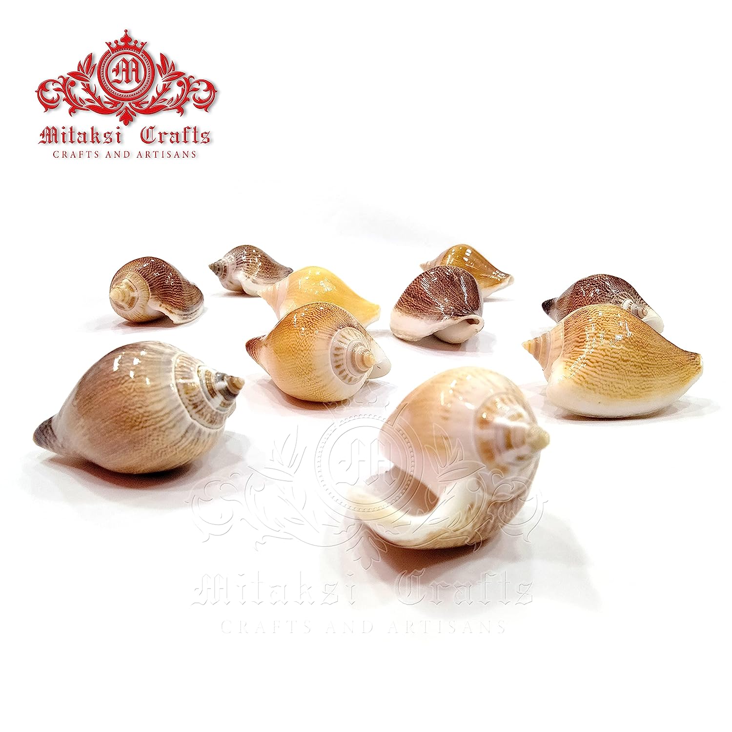 Seashell Arts and Crafts - Viranjan - Dog Conch - Laevistrombus Canarium - Pack of 20