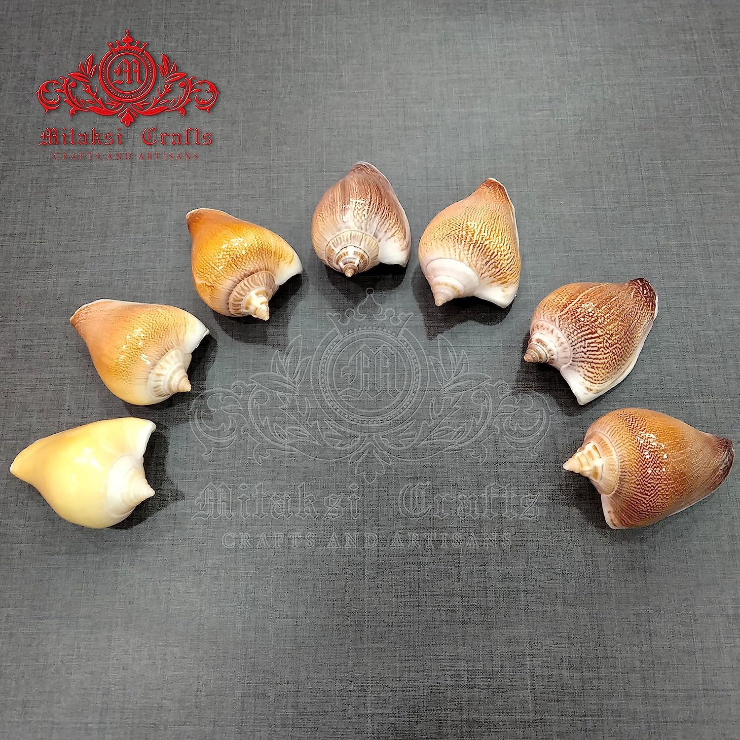 Seashell Arts and Crafts - Viranjan - Dog Conch - Laevistrombus Canarium - Pack of 20