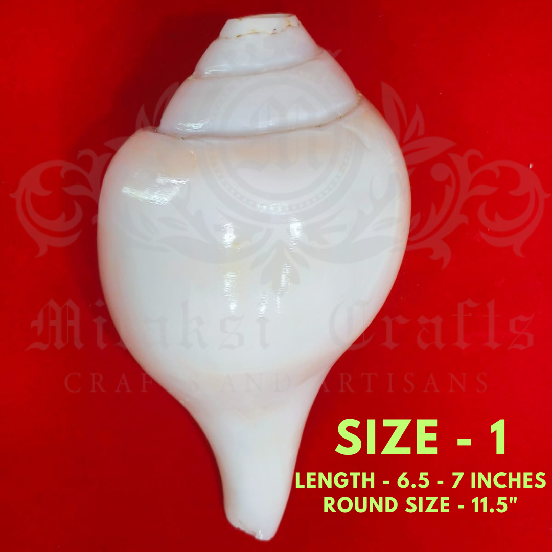 Pure White Vamavathi Blowing Shankh - Large