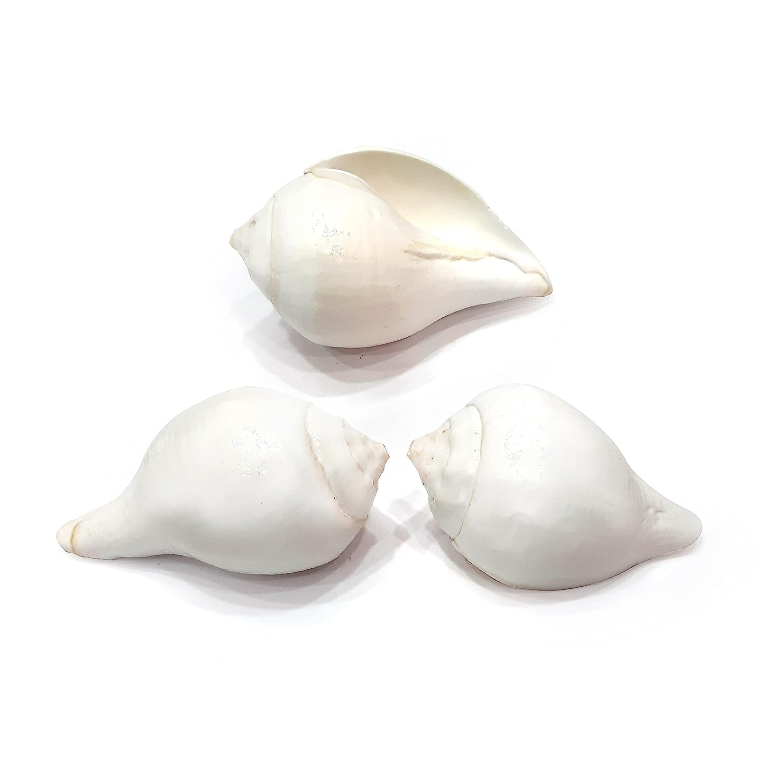 Small Vamavati Shank for Abisheka Pack of 3