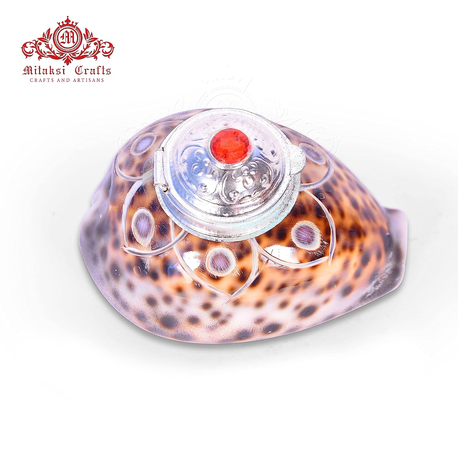 Tiger Cowrie - Cypraea Tigris Shell - Sindoor Box Pack of 2