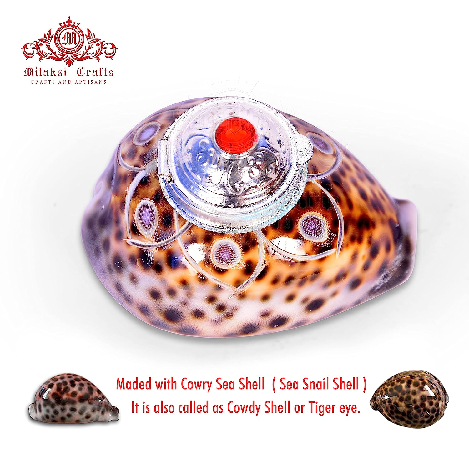 Tiger Cowrie - Cypraea Tigris Shell - Sindoor Box Pack of 2