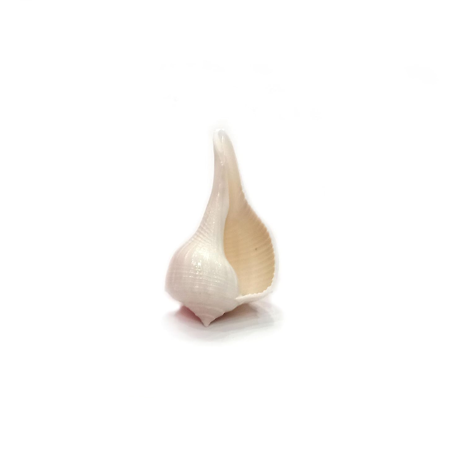 Tiny Right Handed Shankh 3 - 4 inches - Miniature Dakshinavarti Shank