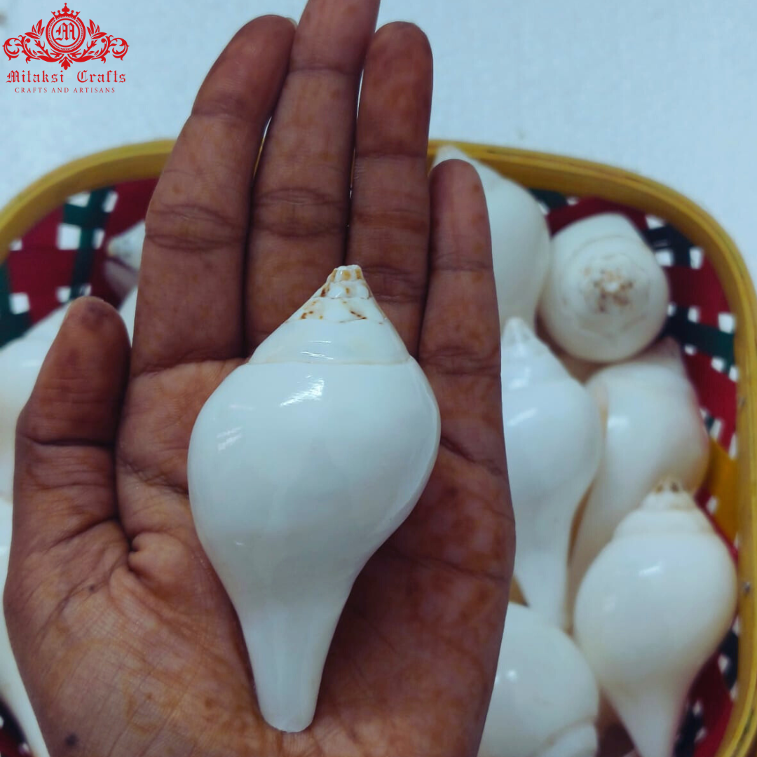 Small Vamavati Shank for Abisheka Pack of 3