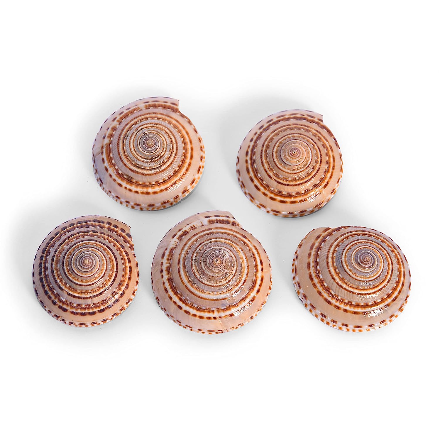 Vishnu Sutharshan Chakra Pack of 5