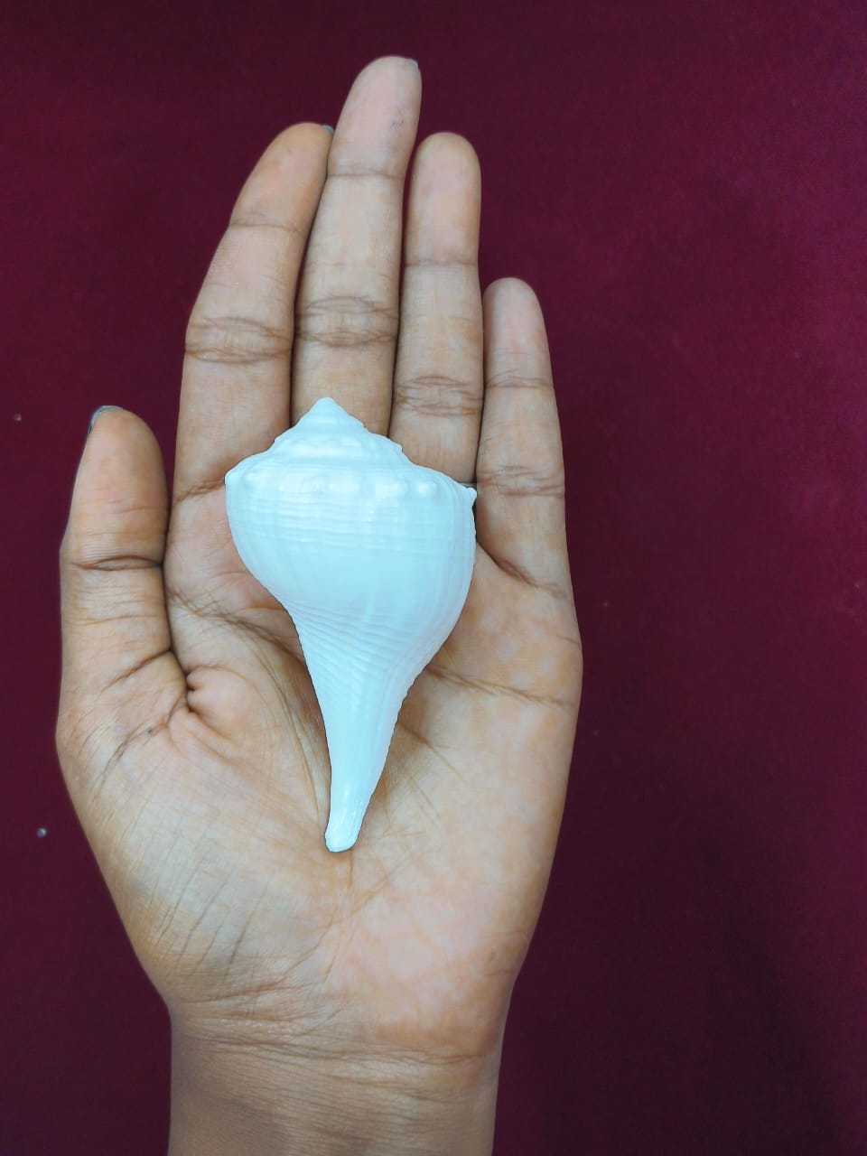 Right Handed Shankh - Mini-Valampuri - Dakshinavarti Shank 2- 3 Inches