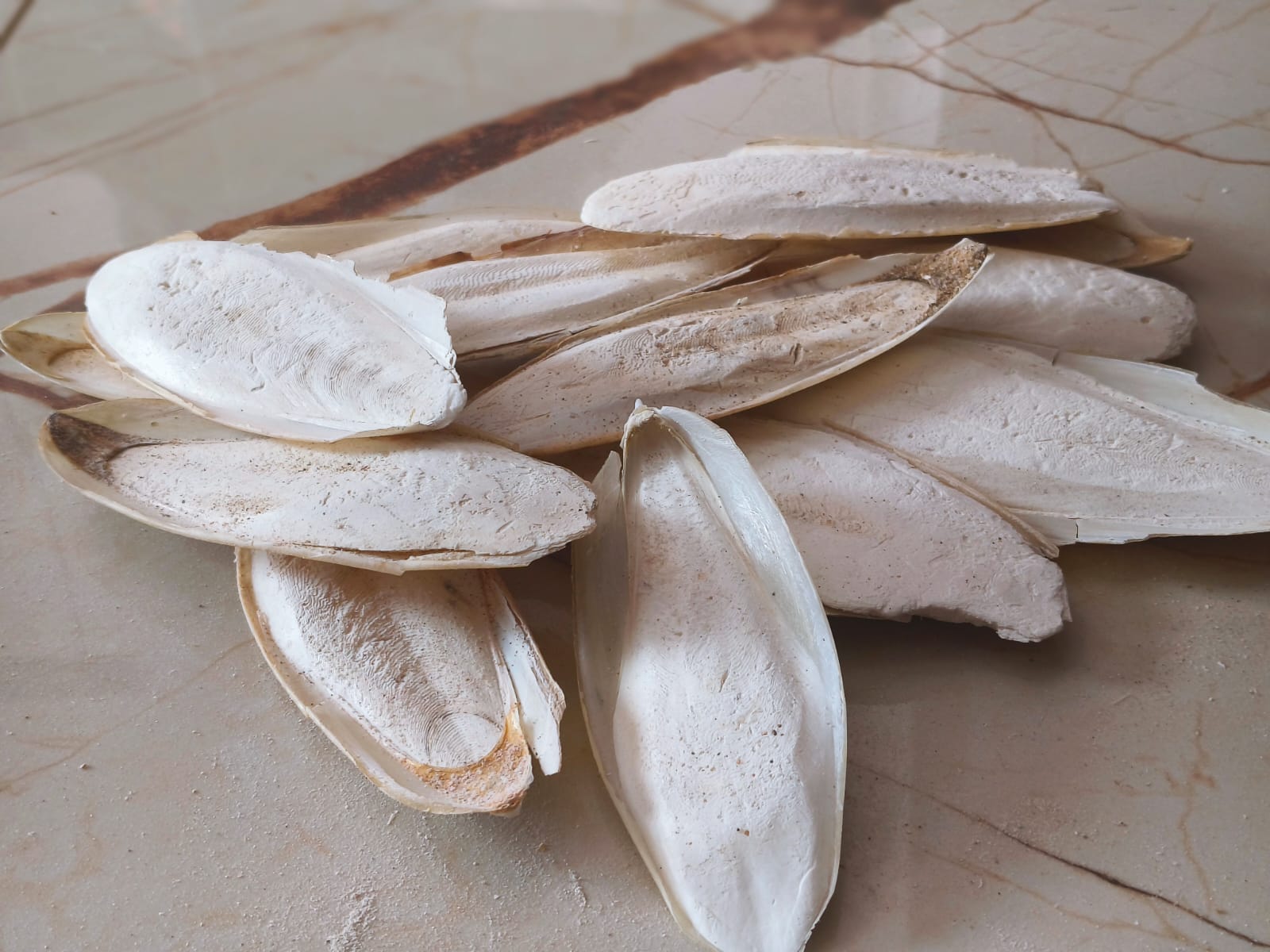 Cuttle fish bone - cuttle bone -100g