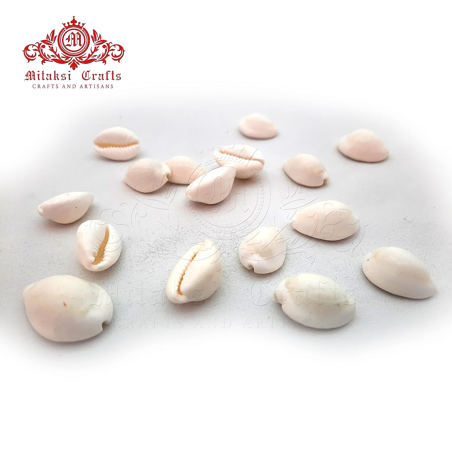 White Cowrie / Kaudi Shells Size – 3 Cms - Pack of 100