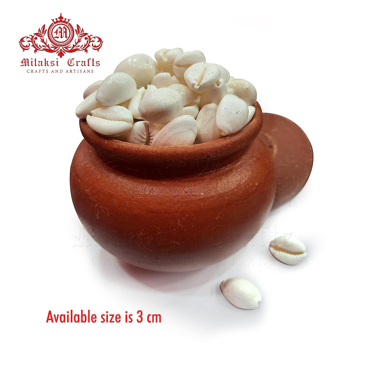 White Cowrie / Kaudi Shells Size – 3 Cms Pack of 50