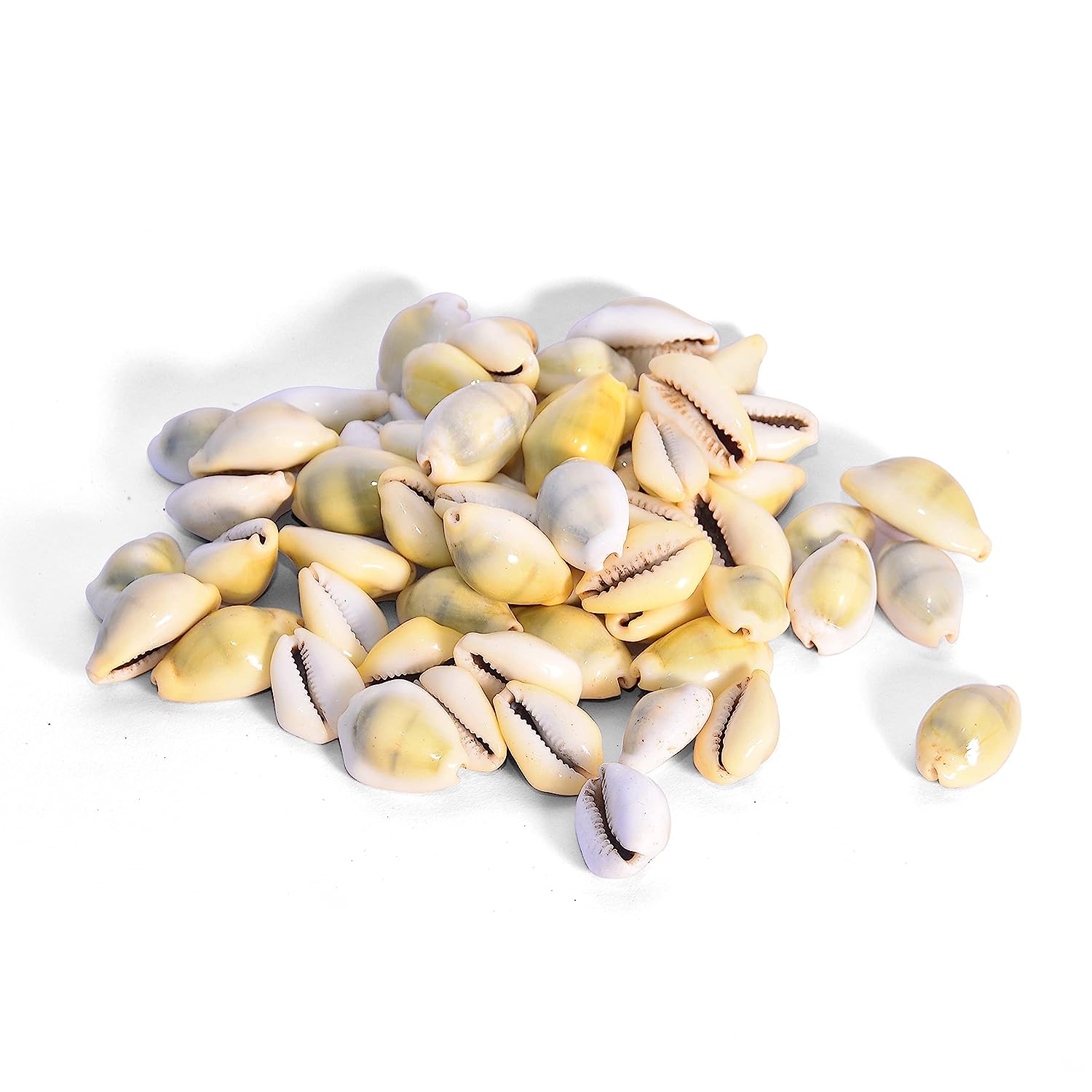 Yellow Cowrie / Kaudi Shells Size – 3 Cms Pack of 50