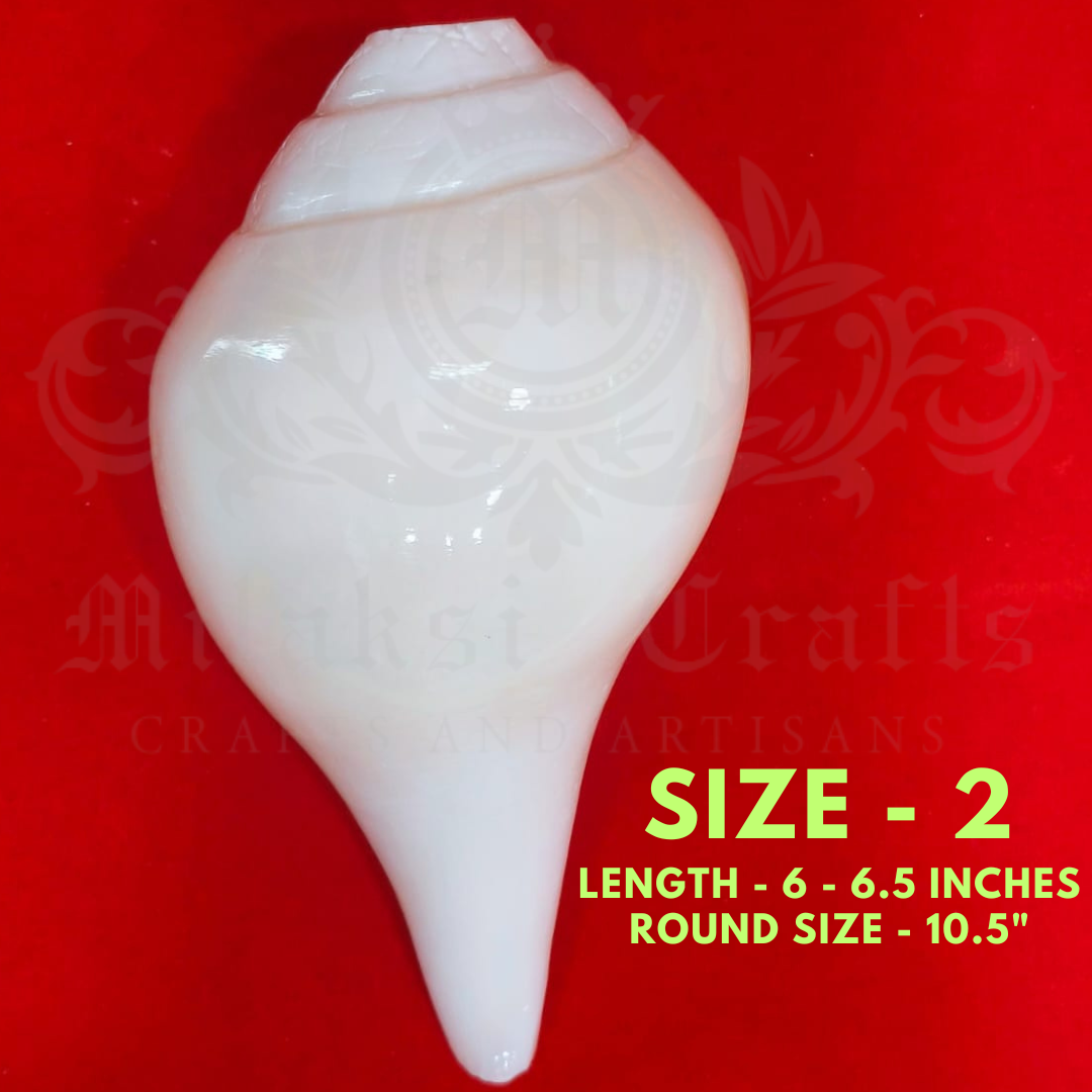 Pure White Vamavathi Blowing Shankh - Large