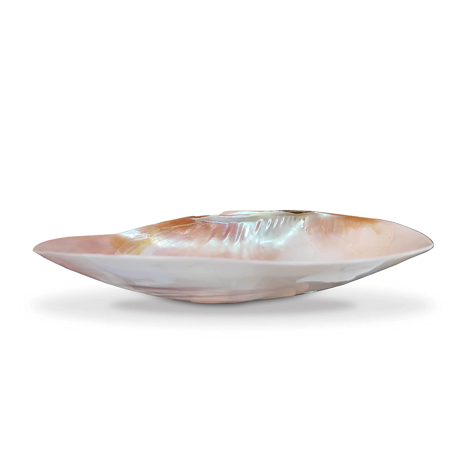 Big Clam Shell / Platter size 23-26 cm