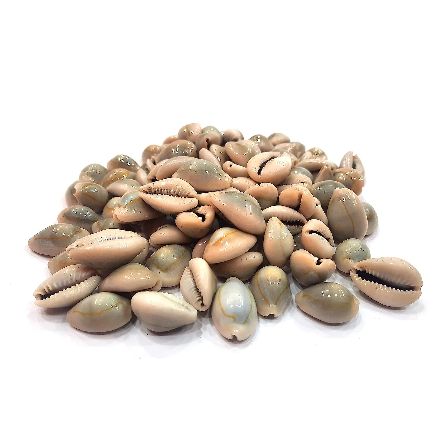 Cats Eye Cowrie / Kaudi Shells Size – 3 Cms Pack of 100