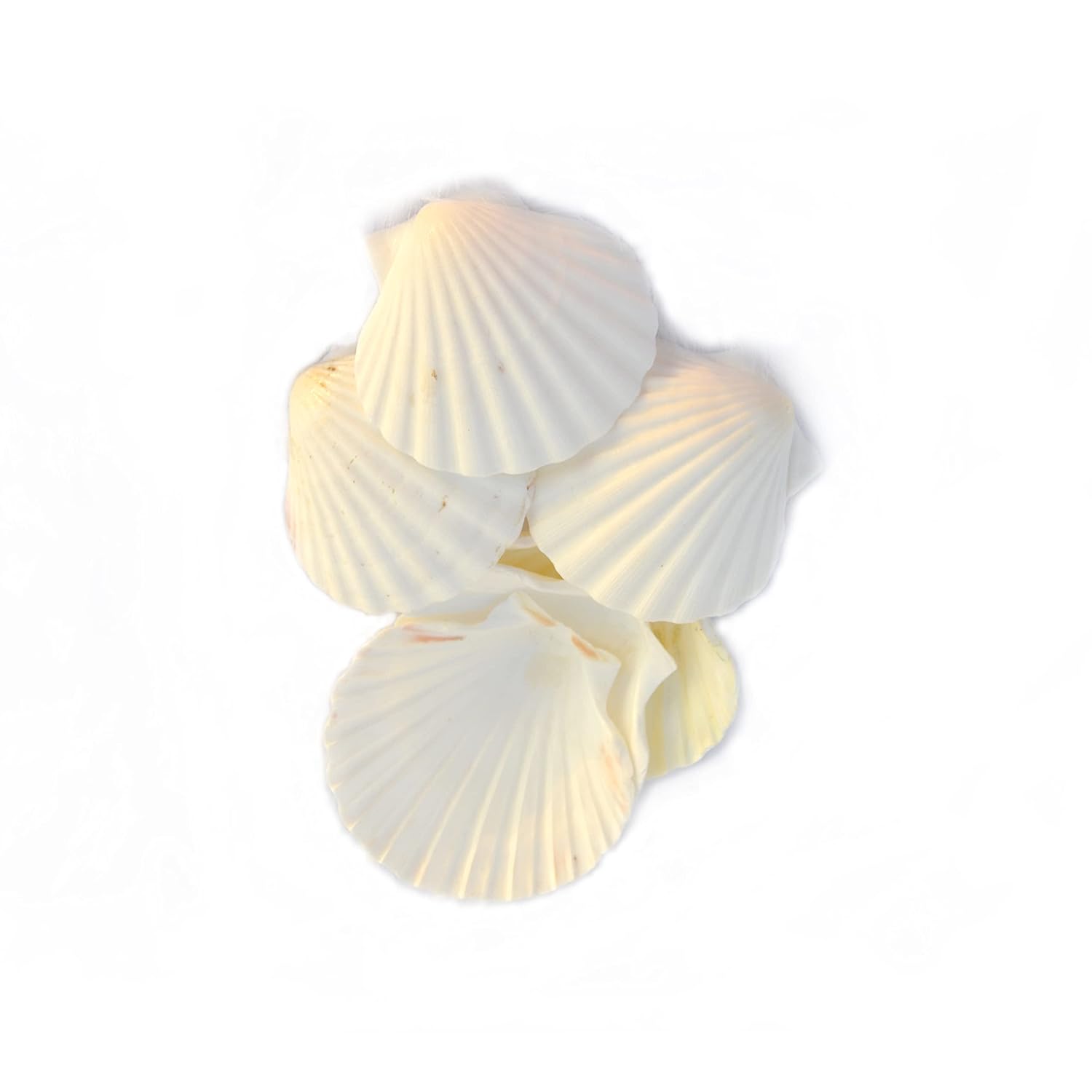 Mitaksi Crafts Large Natural Baking Shells White Scallops, 4 - Inches, White Colour - 6 Shells