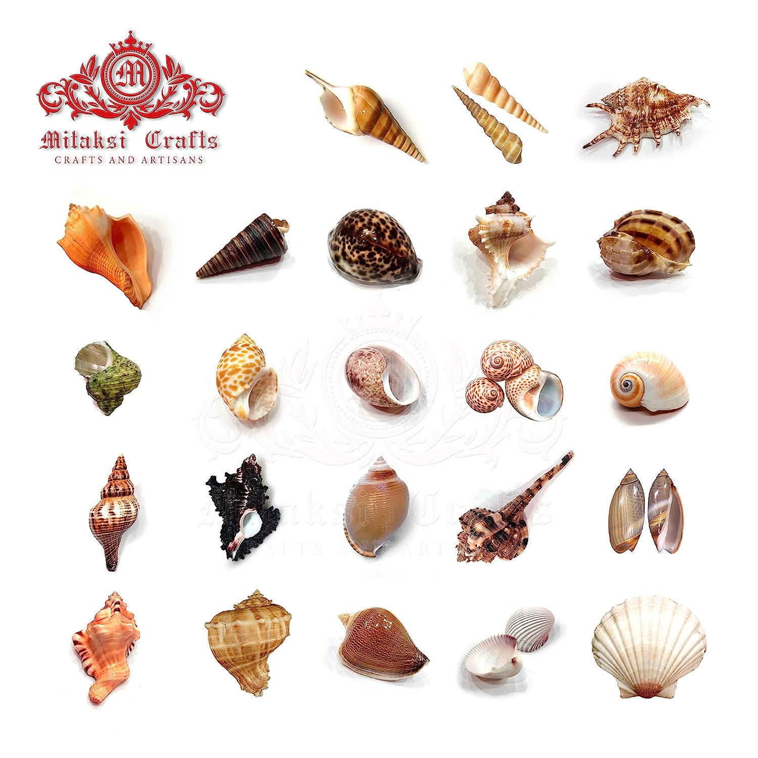 Natural Seashell Mix - Aquarium Decoration - Seashell Gift Pack - 30 Different Seashells (1 KG)