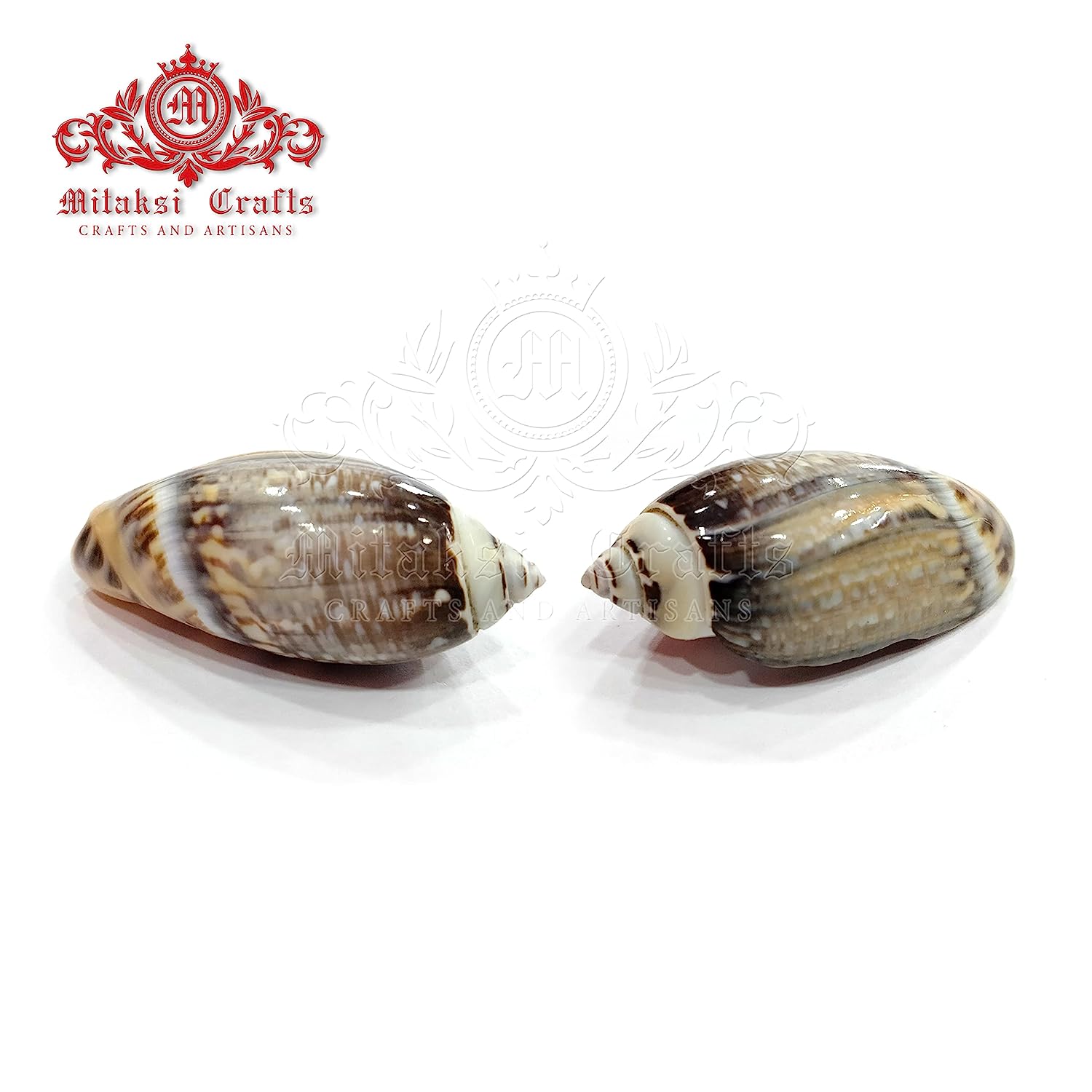 Seashell - Karuppu Kovanchi - Gibbosus Olive - Agaronia Gibbosa - Arts and Crafts - Aquarium - Pack of 20