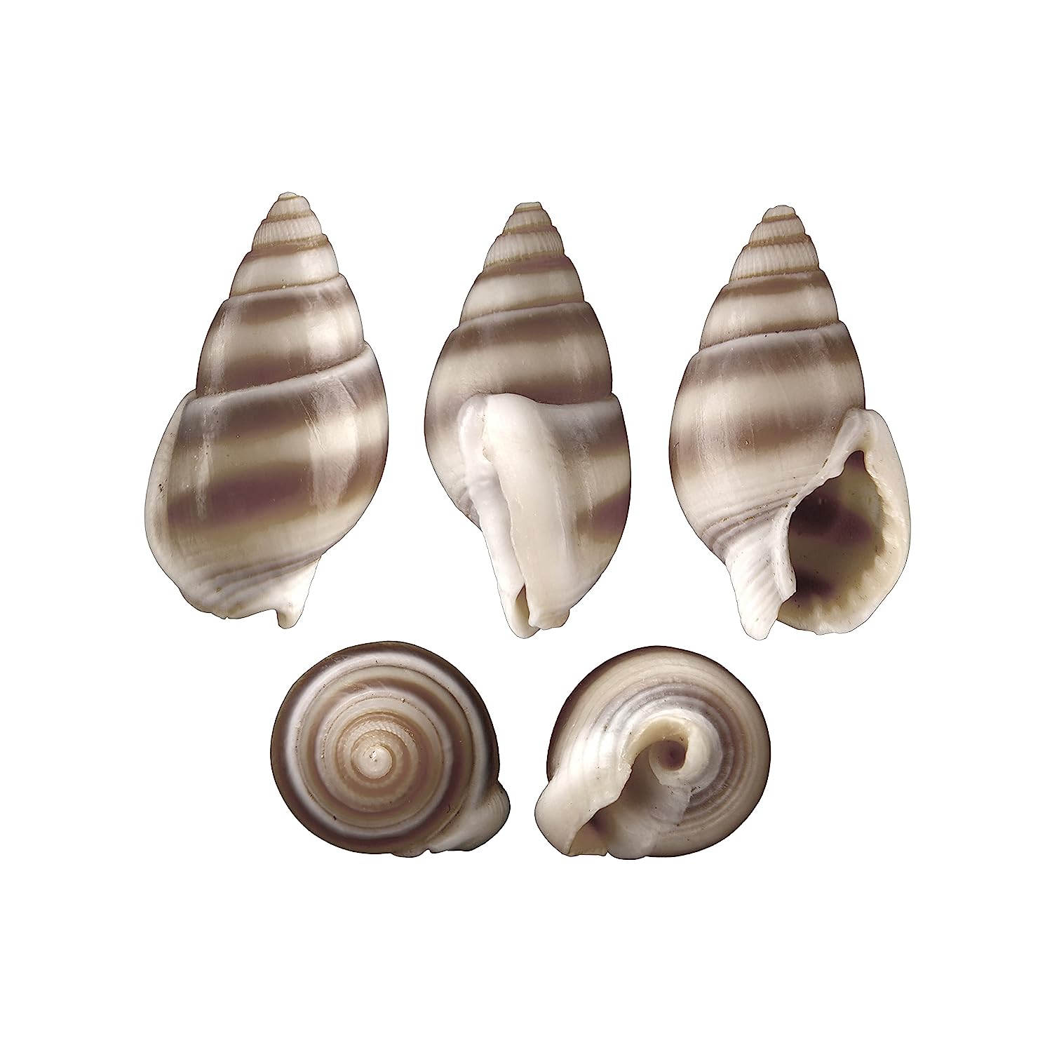 Seashell - Ribbon Bullia - Bullia Vittata- Kopparai - 250gm