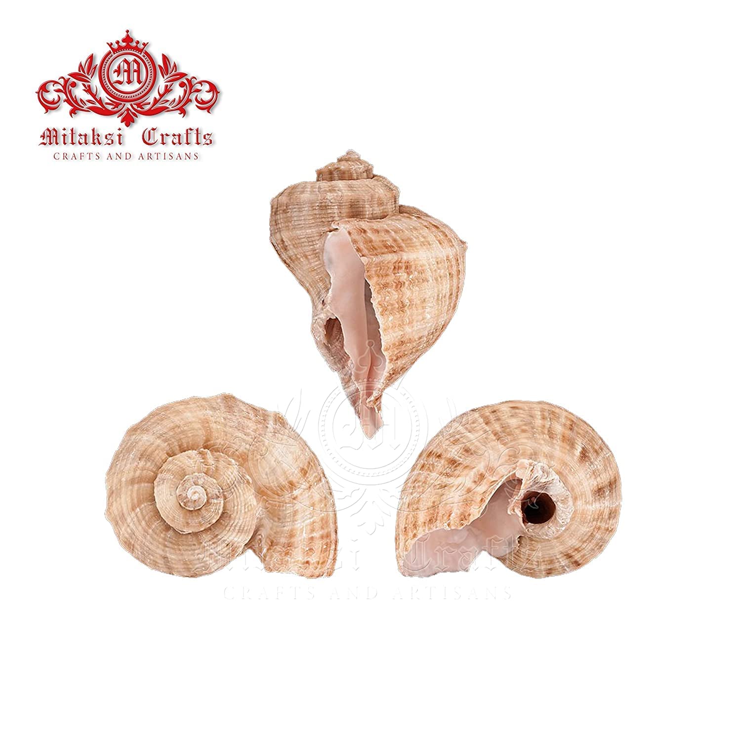 Seashell - Aquarium - Serattai - Turnip Shell - Rapana Rapiformis - Pack of 10