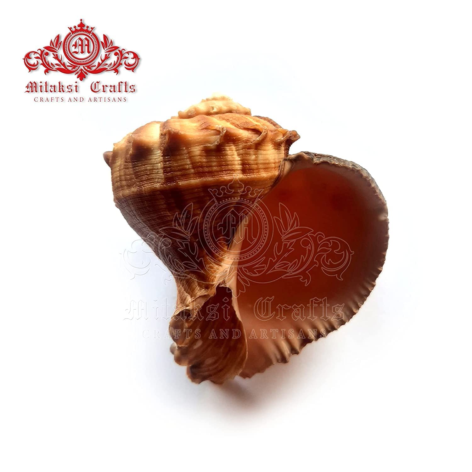 Seashell - Aquarium - Serattai - Turnip Shell - Rapana Rapiformis - Pack of 10