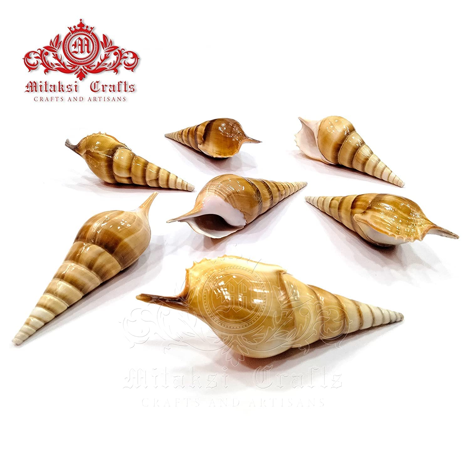 Seashell Ezhuthani -True Cochs -Tibia Curta- Arts and Crafts Making - Pack of 10