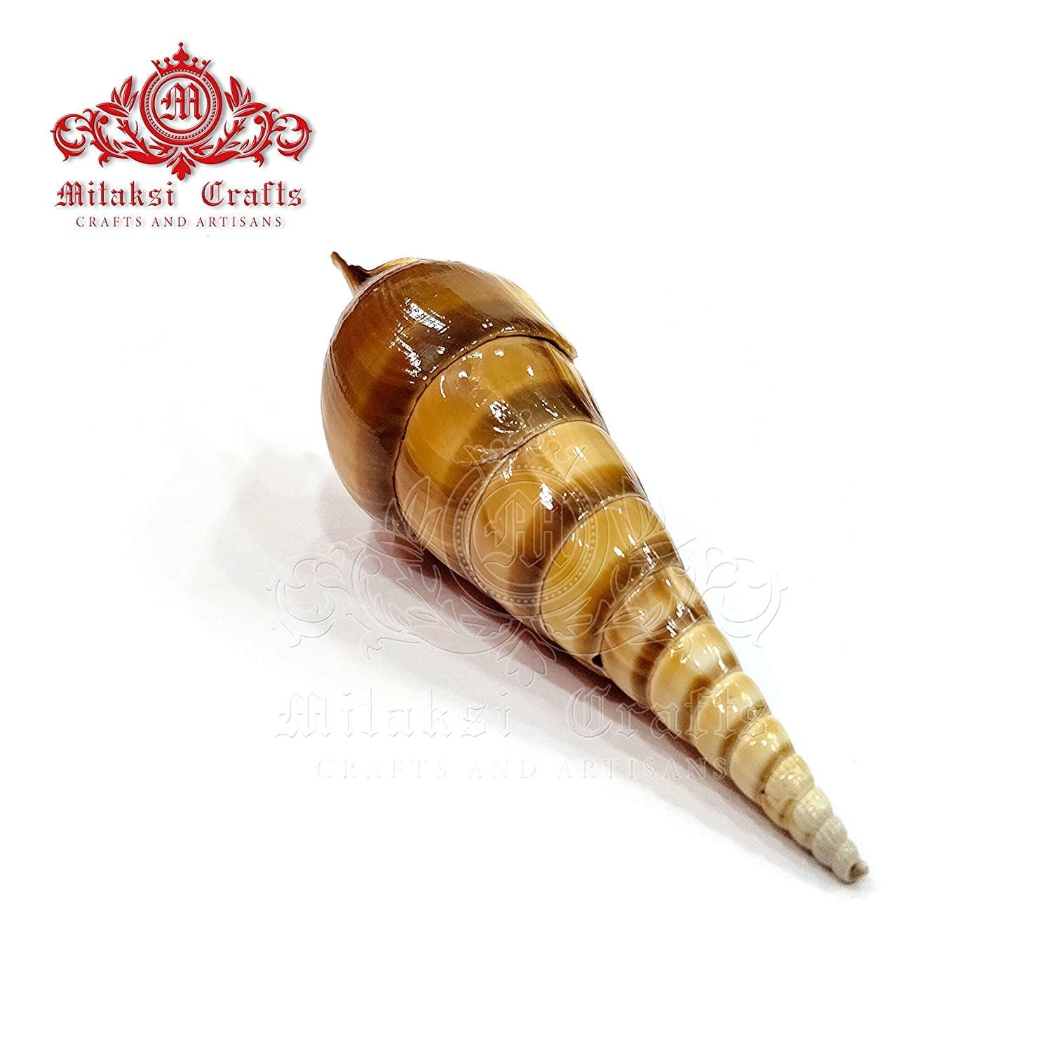 Seashell Ezhuthani -True Cochs -Tibia Curta- Arts and Crafts Making - Pack of 10