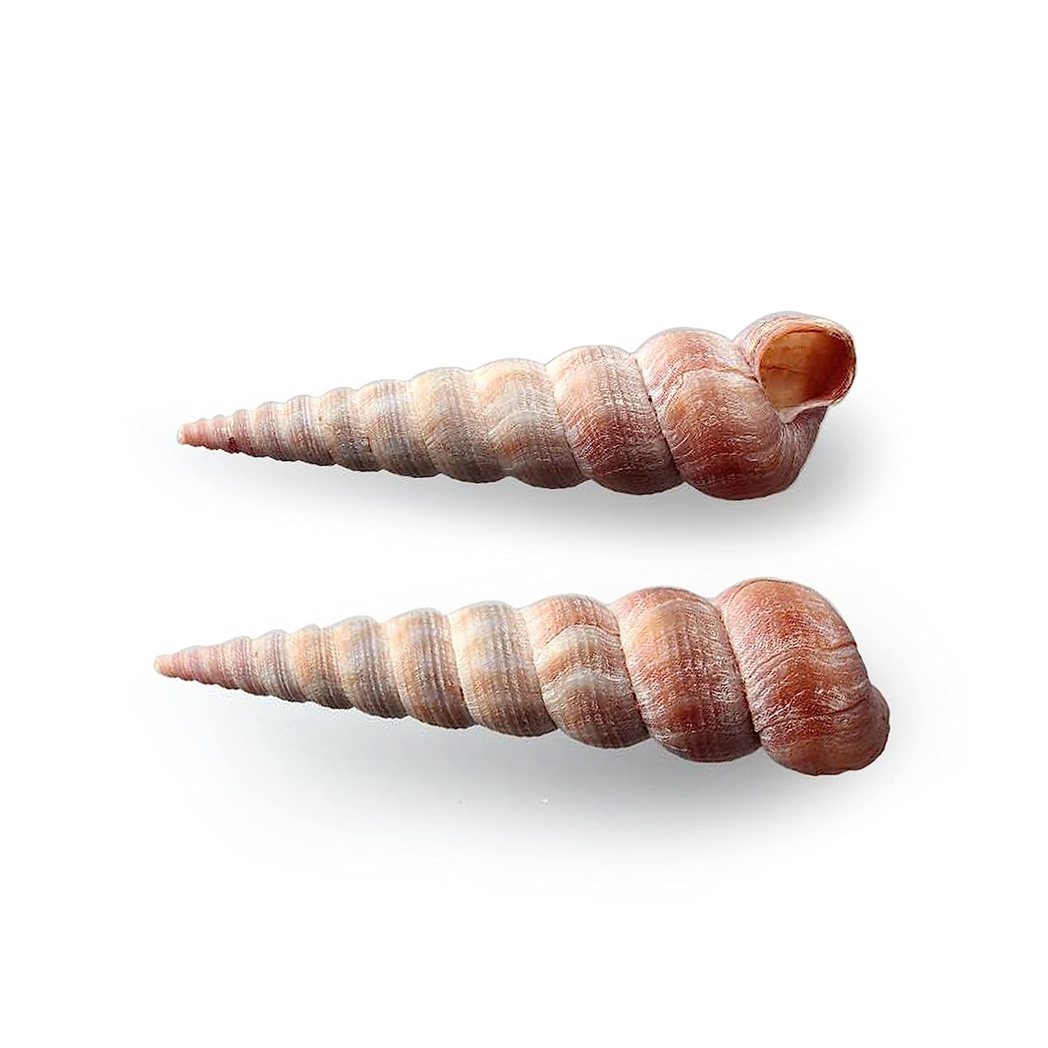 Seashell - Auger Shell - Cinguloterebra Commaculata - Arts and Crafts Making - Gopuram- Pack of 10