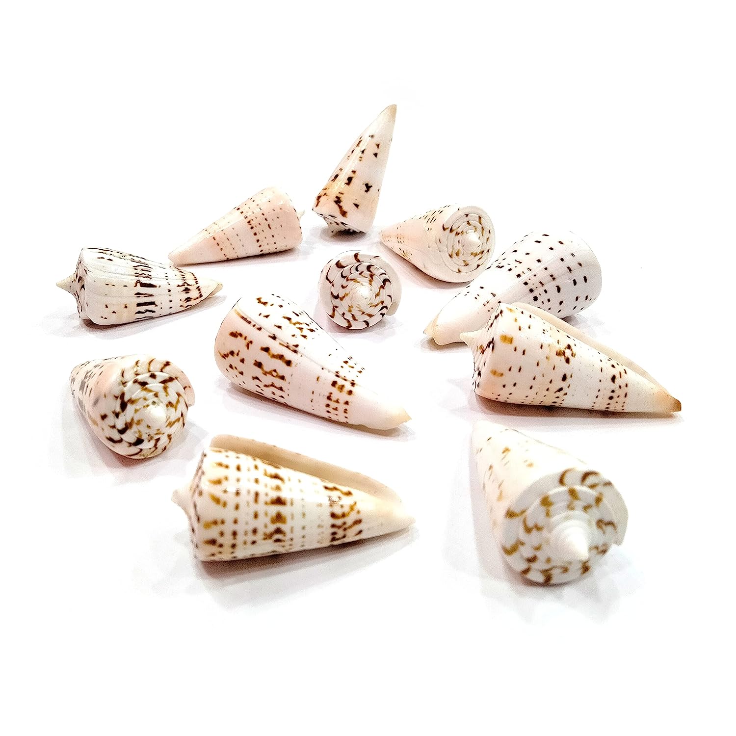Seashell - Betullene - Leopard Cone - Conus Leopardus - Arts and Crafts - Aquarium - Valaipoo- Pack of 10