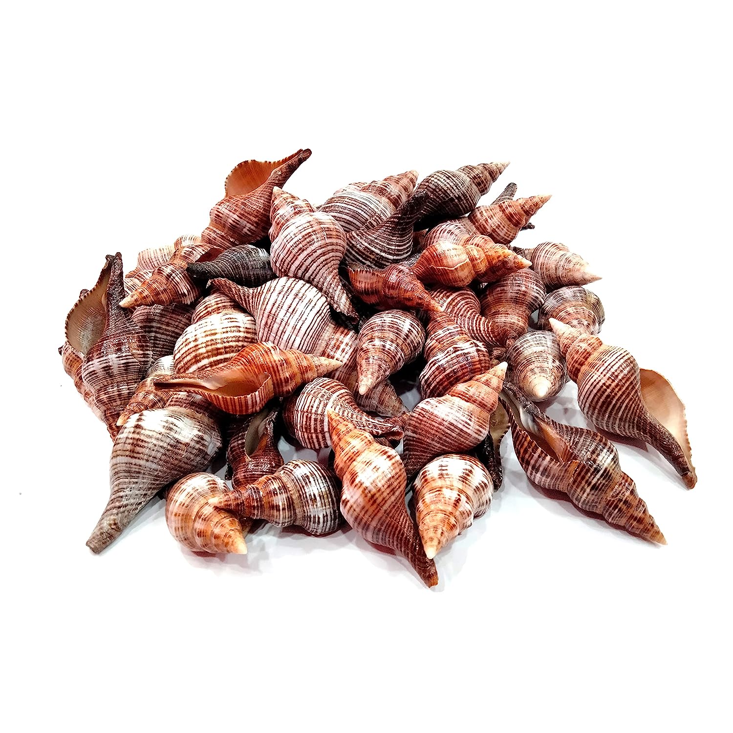 Seashell - Filamentous Horse Conch - Filifusus Filamentosus - Senseval Sangu - Ideal for Crafts Pack of 15 - 500gms